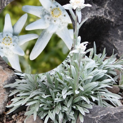 Leontopodium alpinum - Alpi jänesekäpp